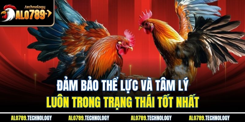 Đá gà CPC1: Chiến Thuật Đỉnh Tại Alo789 Để Tối Ưu Chiến Thắng 3 Đảm bảo thể lực và tâm lý luôn trong trạng thái tốt nhất