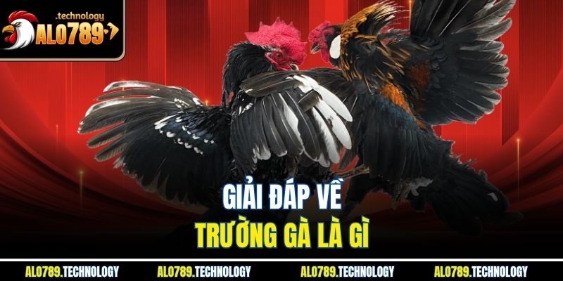 Giải đáp về trường gà là gì