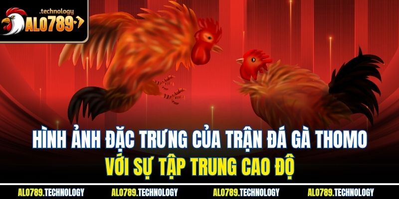 Đá Gà Thomo – Chiến Thuật Và Kỹ Thuật Đỉnh Cao Từ Alo789 2 Hình ảnh đặc trưng của trận đá gà Thomo với sự tập trung cao độ