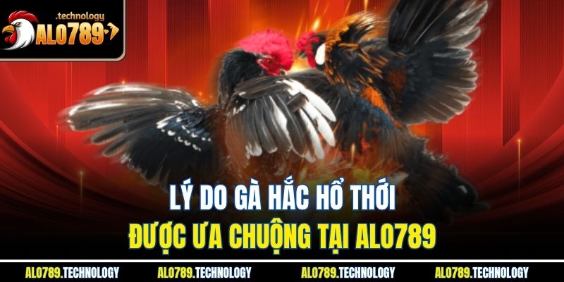 Gà Hắc Hổ Thới - Nơi Quy Tụ Nhiều Trận Đấu Đỉnh Cao 3 Lý do gà hắc hổ thới được ưa chuộng tại Alo789