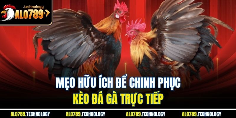 Kèo Đá Gà Trực Tiếp - Cơ Hội Làm Giàu Hấp Dẫn, Kịch Tính 4 Mẹo hữu ích để chinh phục kèo đá gà trực tiếp