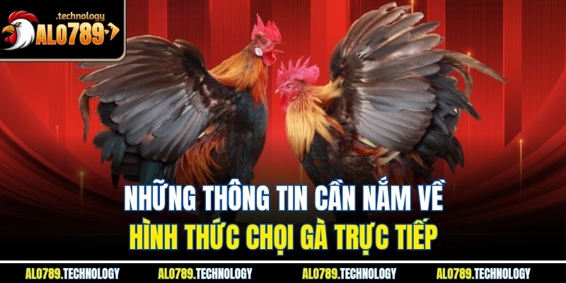 Trực Tiếp Đá Gà C1 | Những Biến Thể Hấp Dẫn Nhất Nên Biết 2 Những thông tin cần nắm về hình thức chọi gà trực tiếp