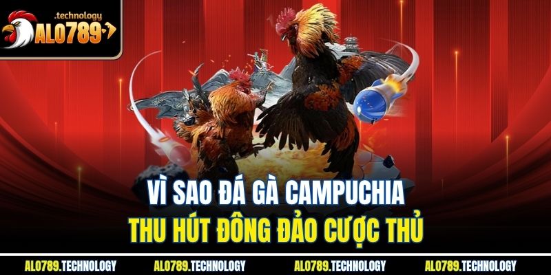 Vì sao đá gà Campuchia thu hút đông đảo cược thủ